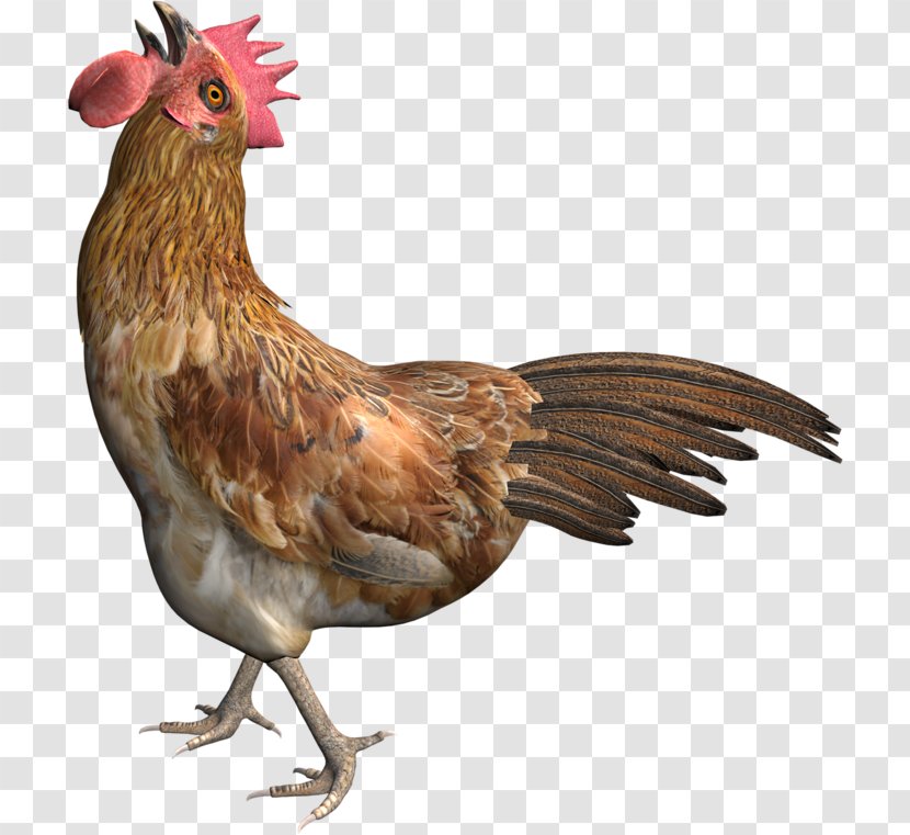 Rooster Chicken Poultry - Drawing Transparent PNG