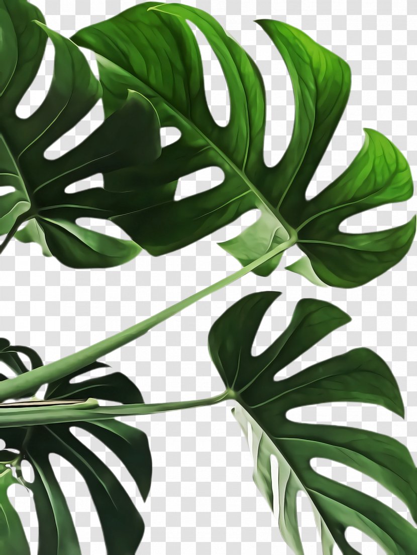 Monstera Deliciosa Leaf Plant Flower Green - Tree Alismatales Transparent PNG