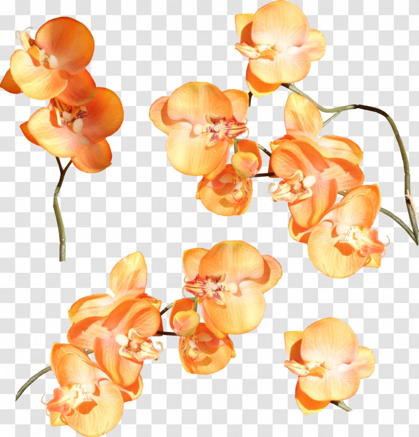 Orchids Cut Flowers Clip Art - Vintage - MEXICAN FLOWERS Transparent PNG