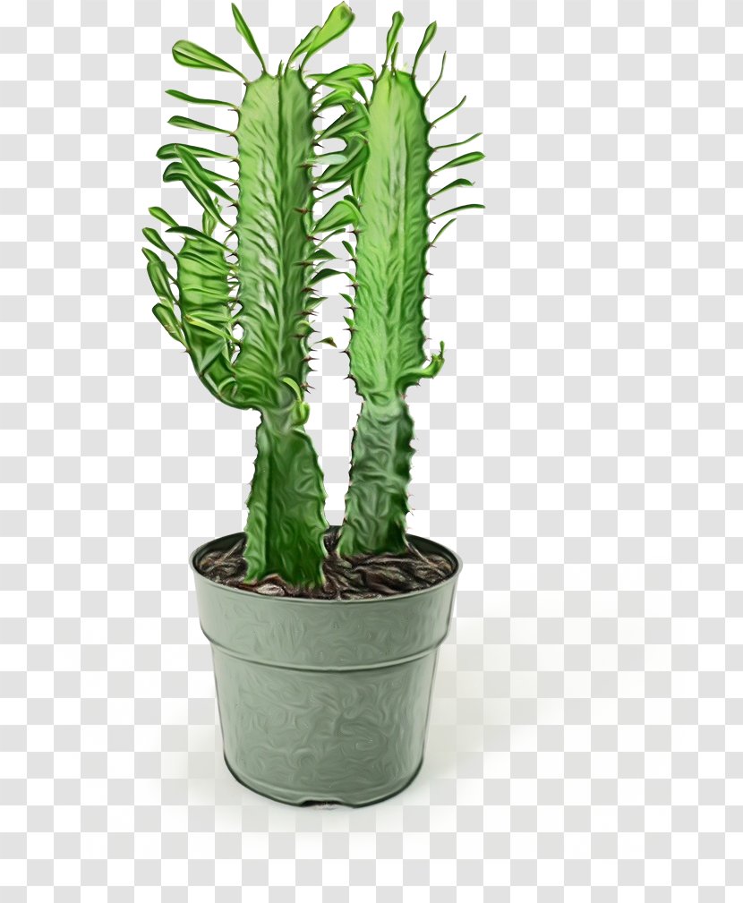Cactus Cartoon - Plant - Succulent Acanthocereus Tetragonus Transparent PNG