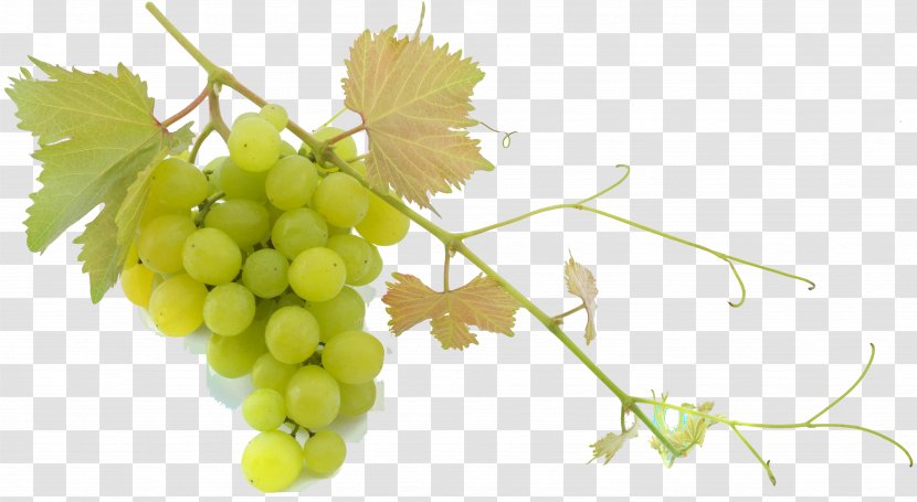 Sultana Common Grape Vine Balsamic Vinegar Mediterranean Cuisine - Seedless Fruit Transparent PNG
