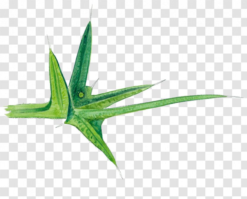 Starfish Aloe Vera Leaf Aquarium Plant Stem - Grass Transparent PNG