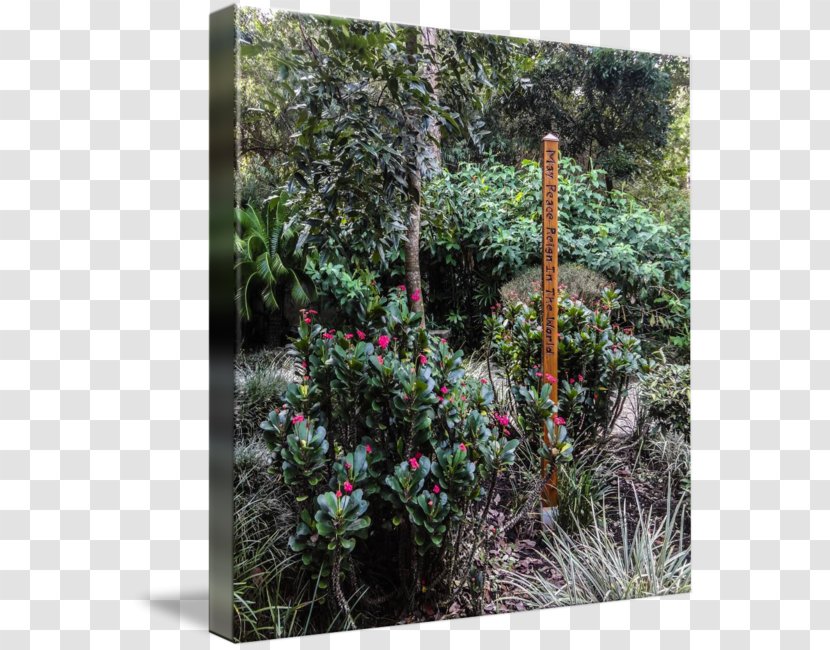 Flora Vegetation Shrub Botanical Garden Tree - Grass Transparent PNG