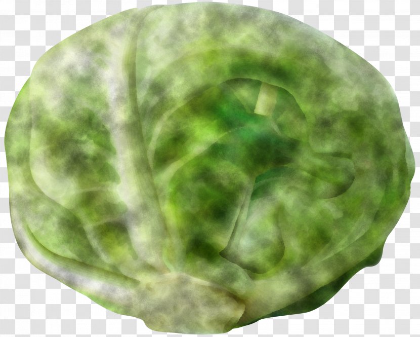 Green Cabbage Leaf Lettuce Plant - Wild Plate Transparent PNG