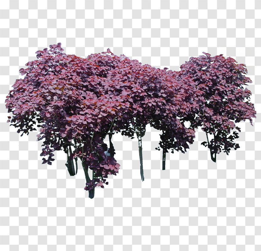 Tree Leaf Euphorbia Cotinifolia - Green - Purple Leaves Alexandra Wood Transparent PNG