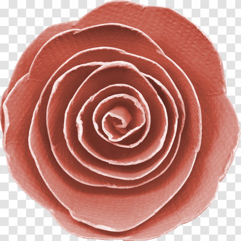 Garden Roses Bologna Sausage Cut Flowers Petal - Rose Transparent PNG