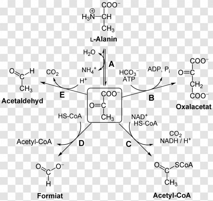Pyruvic Acid Pyruvate Dehydrogenase Kinase Complex Lipoamide Isozyme 1 - Wikimedia Foundation - Reaction Transparent PNG