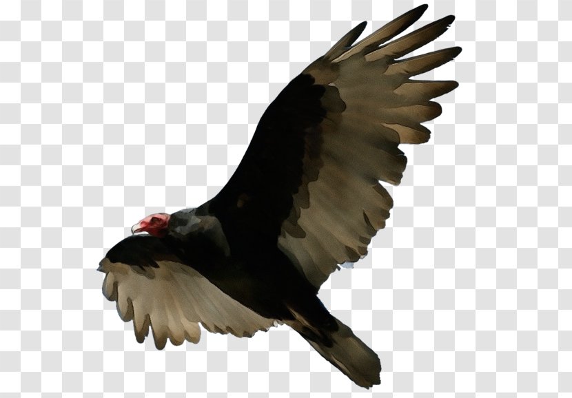 Bird Turkey Vulture Eagle Of Prey Beak - Falconiformes Accipitridae Transparent PNG