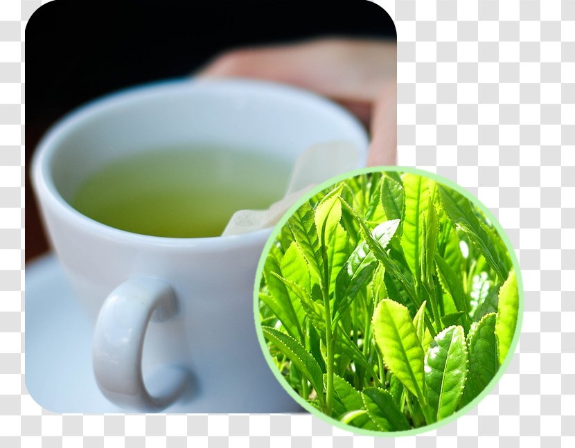 Green Tea Matcha Masala Chai White - Kombucha Transparent PNG