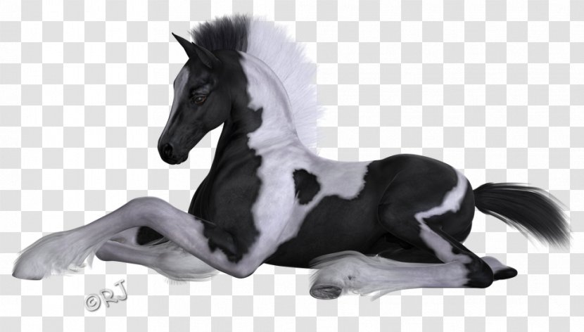 Mane Mustang Stallion Pony Halter - Horse Like Mammal Transparent PNG