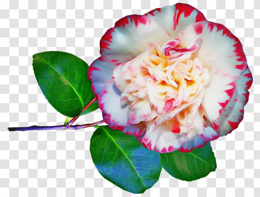 Flowers Background - Japanese Camellia - Rose Family Hybrid Tea Transparent PNG
