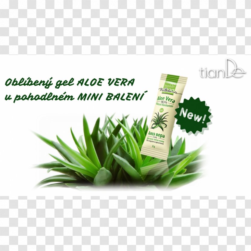 Jugo De Aloe Vera Plant Chlorophytum Comosum Herbalism - Pulp - Alo Transparent PNG