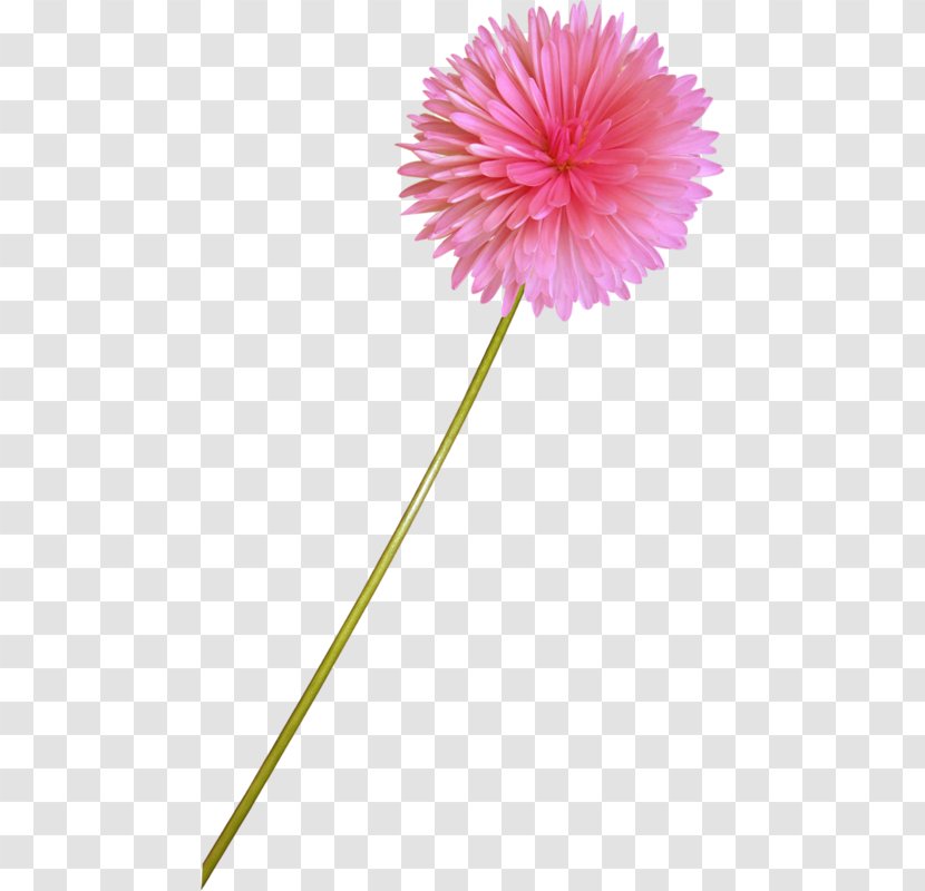 Transvaal Daisy Digital Image - Flower Ps Material Transparent PNG