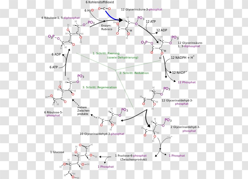 Calvin Cycle Photosynthesis 3-Phosphoglyceric Acid Metabolic Pathway Anabolism - Map Transparent PNG