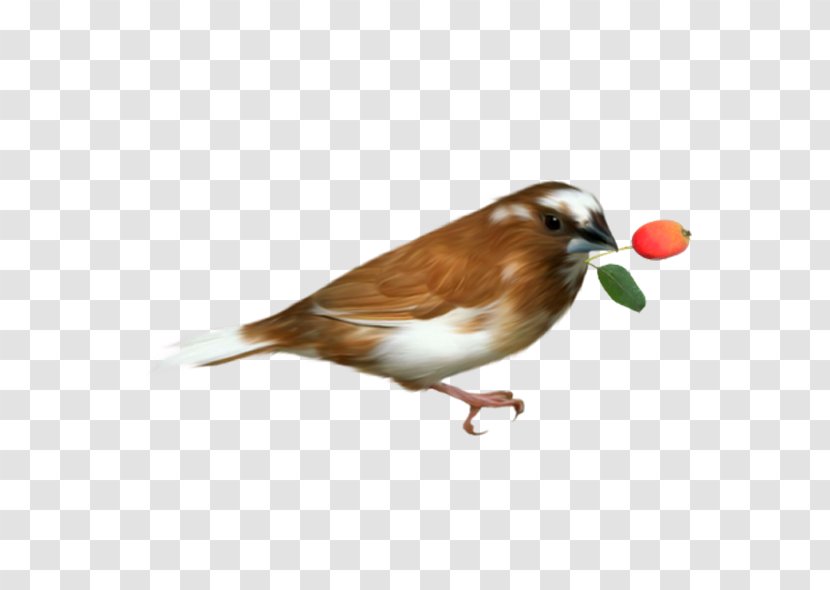 Bird - Sparrow - Hand Drawn Transparent PNG