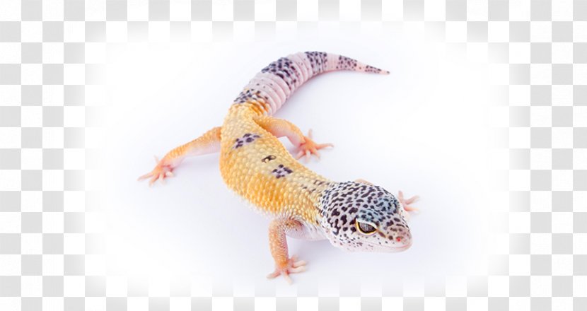 Common Leopard Gecko Reptile Lizard Pet Transparent PNG