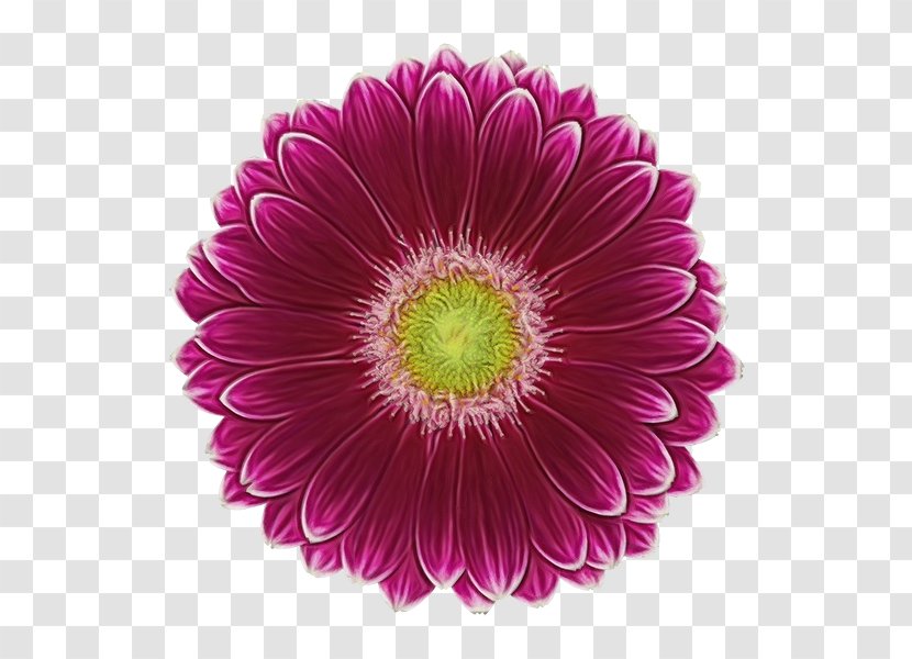 Transvaal Daisy Cut Flowers Chrysanthemum Petal - Magenta - Barberton Transparent PNG