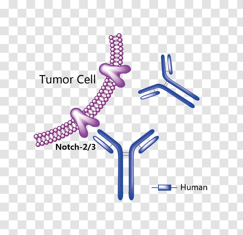 Adalimumab Monoclonal Antibody Sertaconazole Pharmaceutical Drug Natalizumab - Tree - Three Phases Of Ovarian Cycle Transparent PNG