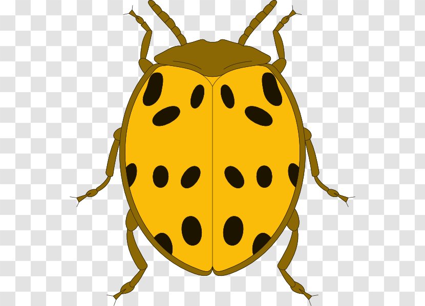 Beetle Ladybird Clip Art - Frog Transparent PNG