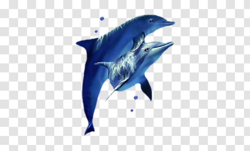Oceanic Dolphin - Whales Dolphins And Porpoises - Size Transparent PNG