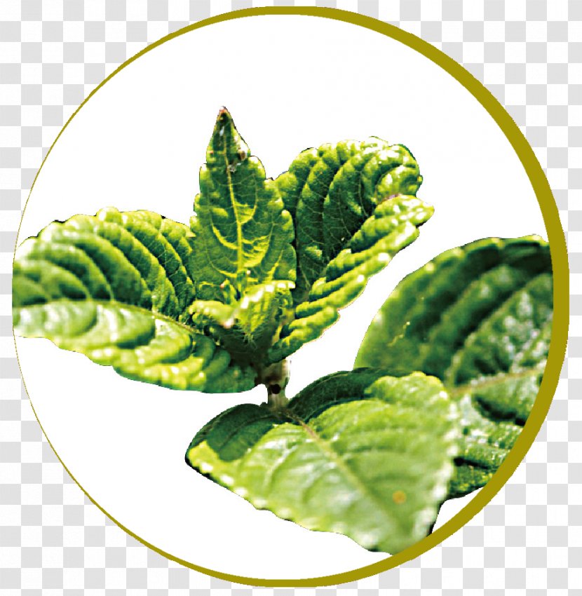 Taro Ball Tuber Leaf Vegetable Yam - Mung Bean Transparent PNG