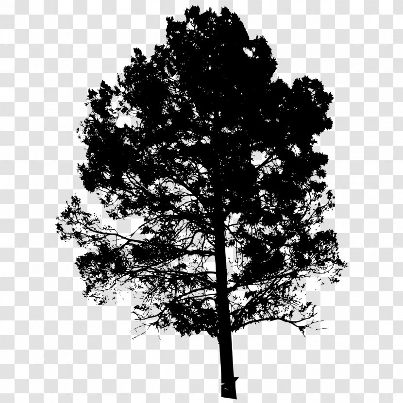 Silhouette Drawing - Monochrome Photography - Arboles Transparent PNG