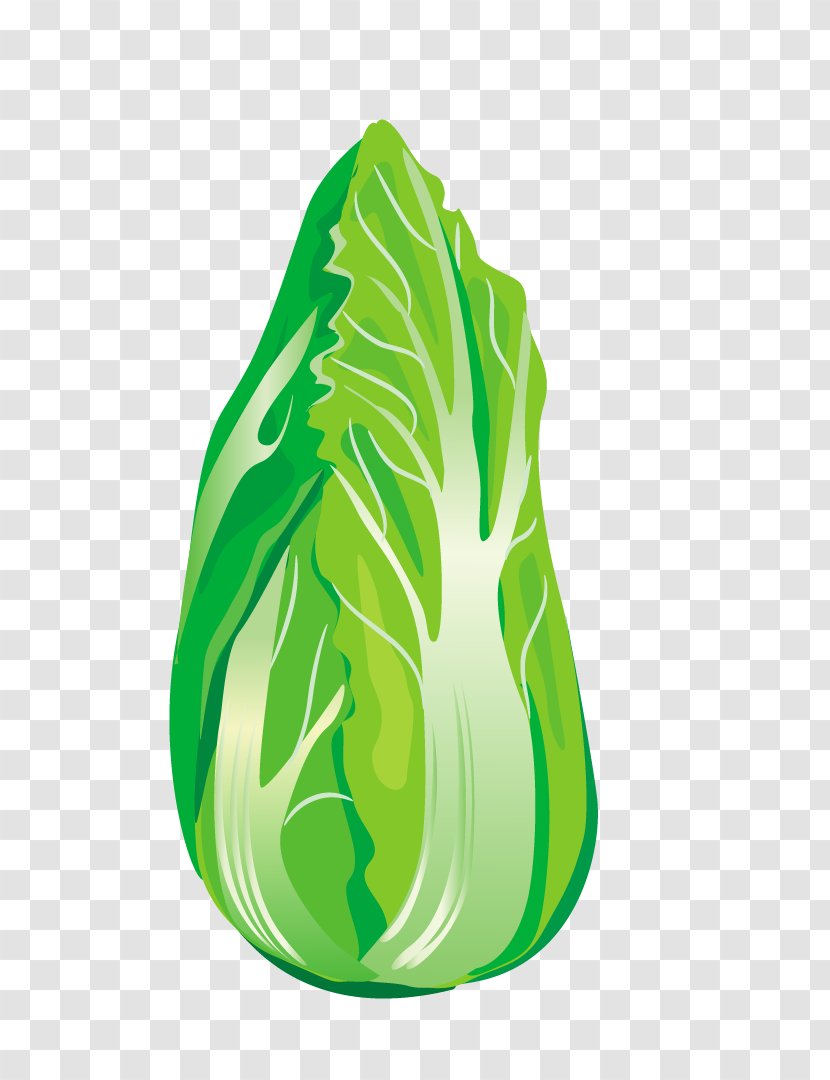 Vegetable Chinese Cabbage Napa - Green Transparent PNG