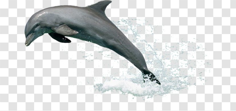Ukraine Dolphin - Organism - Leaping Out Of The Water Transparent PNG