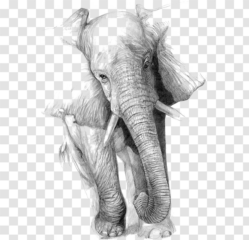 Drawing Elephant Art Pencil Sketch - Photography - Of Transparent PNG