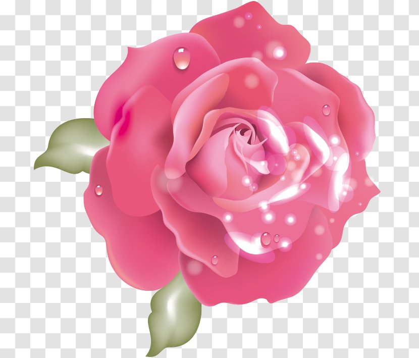 Garden Roses Centifolia Floribunda Pink Palazzo Patrizi - Rose - Petal Transparent PNG