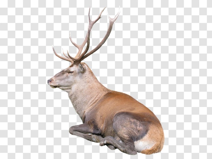 Reindeer Desktop Wallpaper - Antler - Deer Transparent PNG
