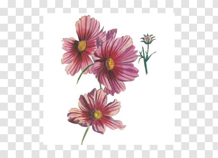 Garden Cosmos Transvaal Daisy Chrysanthemum Cut Flowers Annual Plant - Chrysanths Transparent PNG