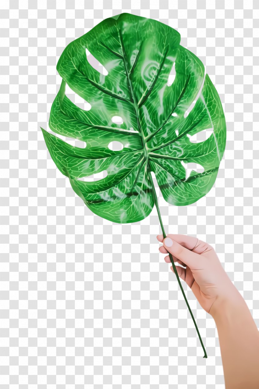 Green Leaf Background - Simple - Flower Anthurium Transparent PNG