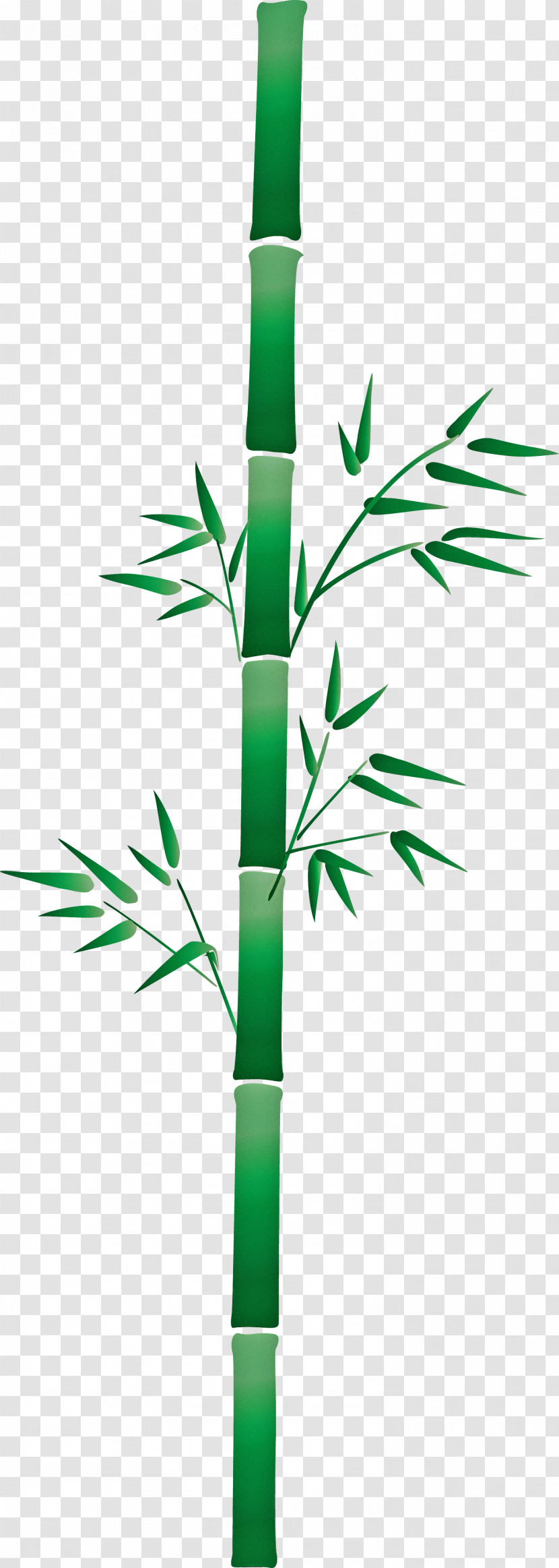 Bamboo Leaf Transparent PNG