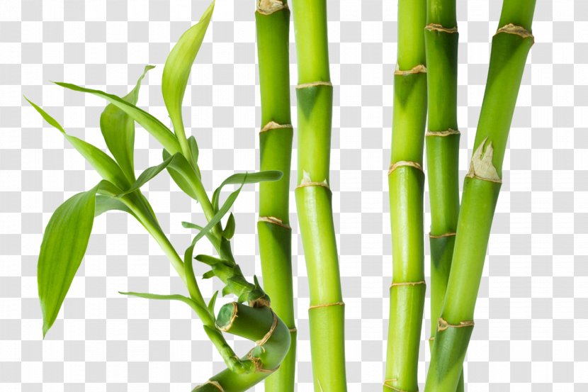 Bamboe Bamboo Plant Stem Paper Bud - Grass Family Transparent PNG