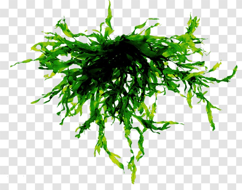 Algae Seaweed Clip Art File Format - Drawing - Sea Transparent PNG