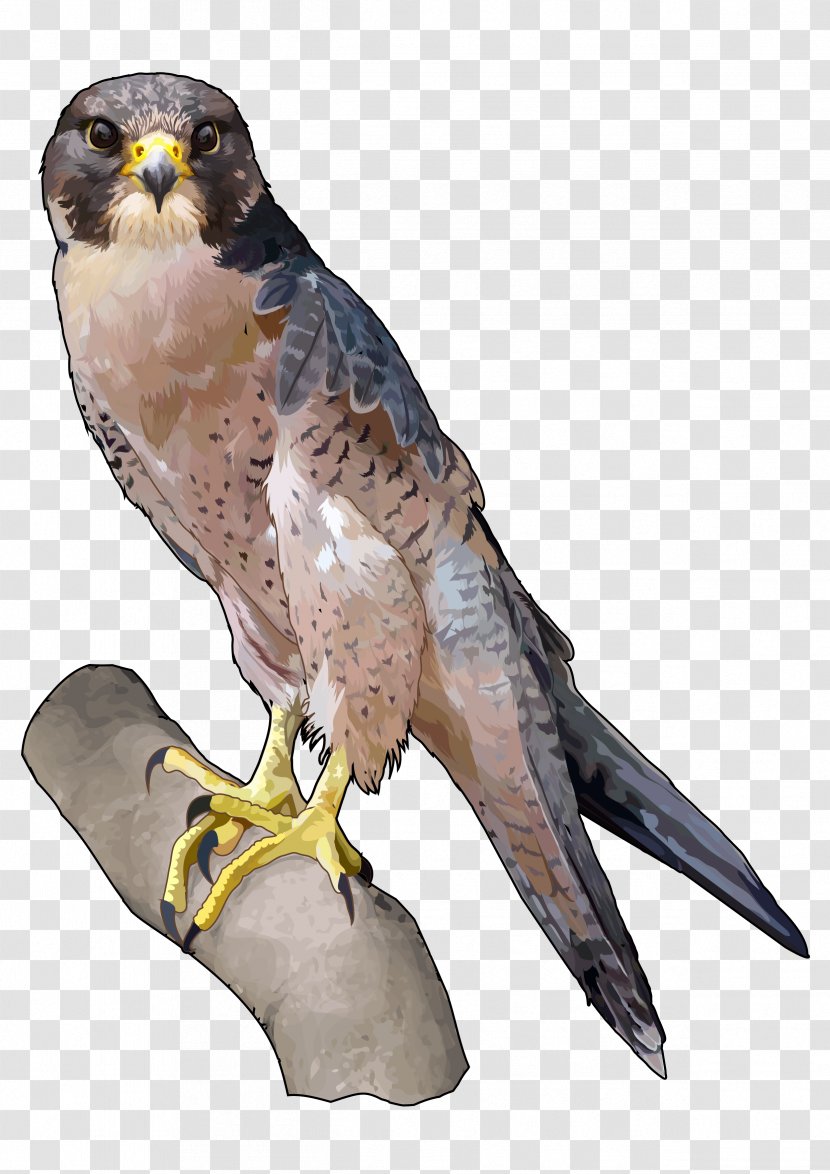 Barbary Falcon Peregrine Falconiformes Saker - Feather - Halcon Transparent PNG