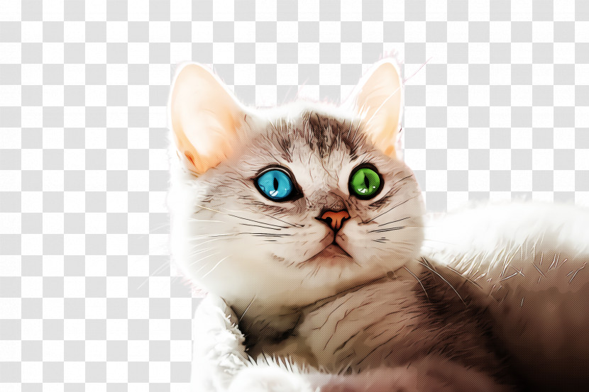 Cat Small To Medium-sized Cats Whiskers Eye Kitten Transparent PNG