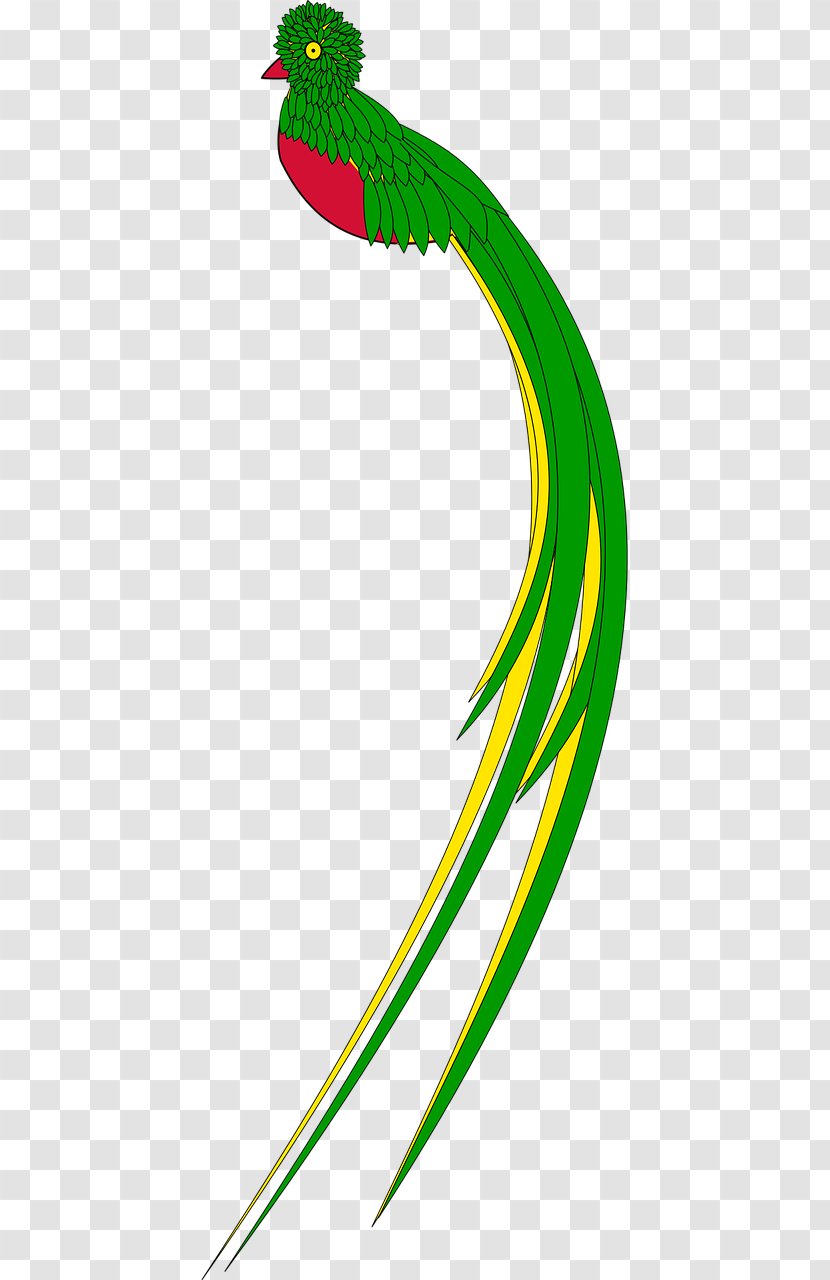 Bird Resplendent Quetzal Guatemalan Drawing Clip Art Transparent PNG