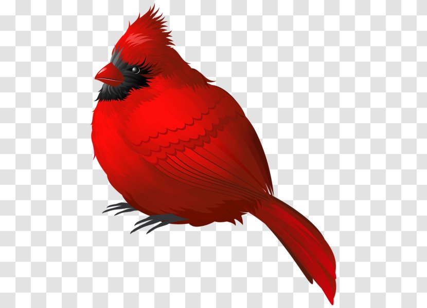 Songbird Northern Cardinal Clip Art - Bird - Orang Small Parrot Transparent PNG