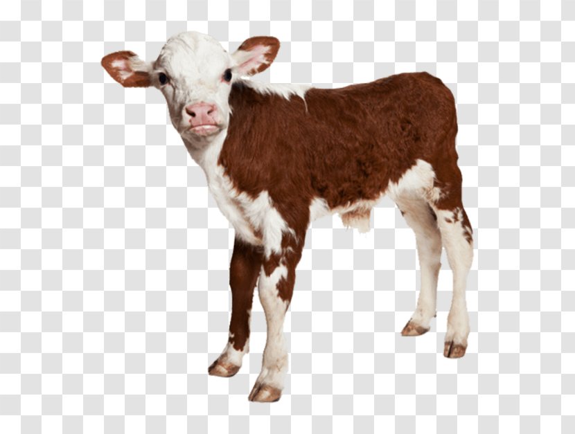 Calf Hereford Cattle Royalty-free Image Baby Farm Animals - Dairy Transparent PNG