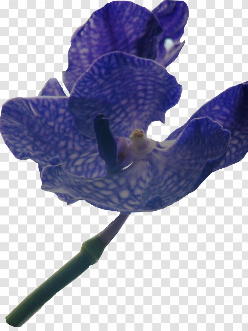 Bos Van Ypey Digital Scrapbooking Flower Violet Petal - Purple - Lilac Transparent PNG