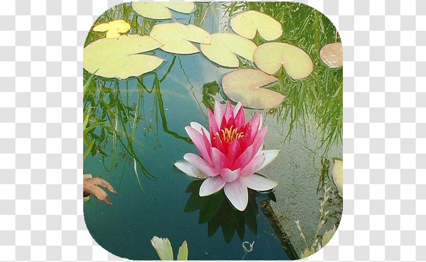 Nelumbo Nucifera Floristry Petal - Pond - Khazars Transparent PNG