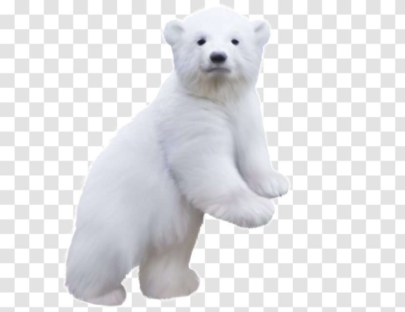 Polar Bear Clip Art - Photography Transparent PNG