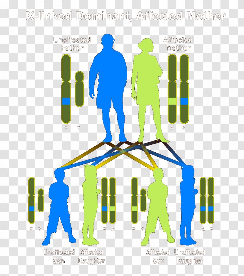 Dominance Genetic Disorder Genetics Heredity Autosómico Recesivo - Biology - Affects Transparent PNG