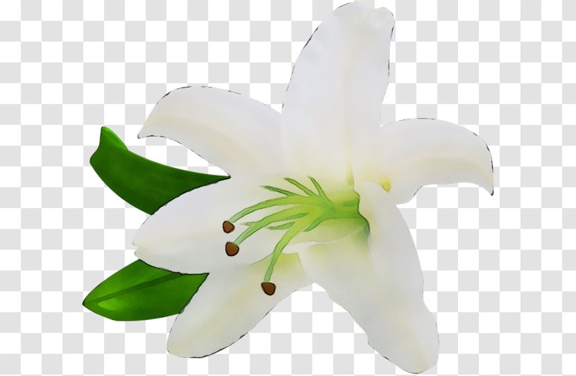 White Lily Flower Petal Plant - Family Flowering Transparent PNG