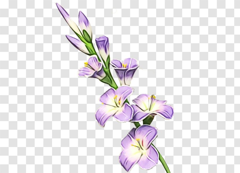 Flower Flowering Plant Violet Purple - Paint - Crocus Iris Transparent PNG