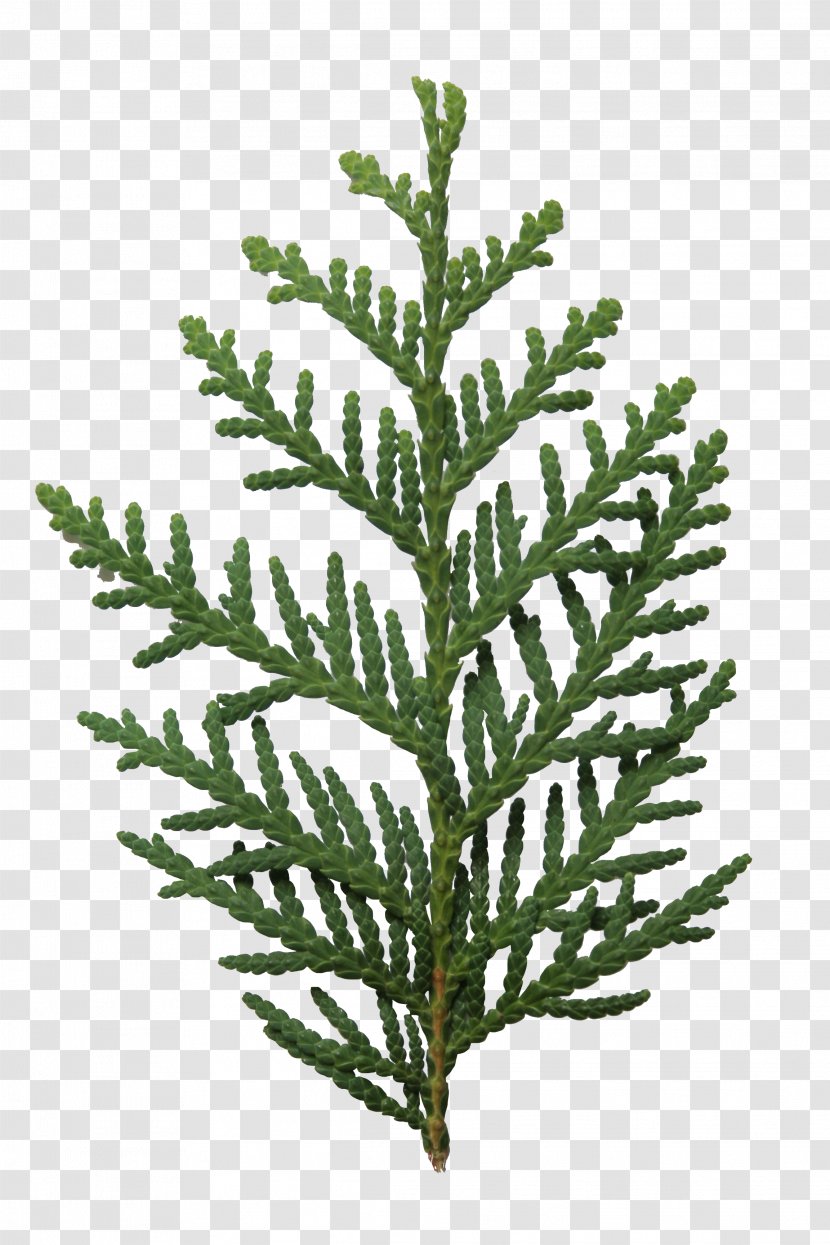 Arborvitae Fir Leaf Spruce - Plant Stem - Real Transparent PNG