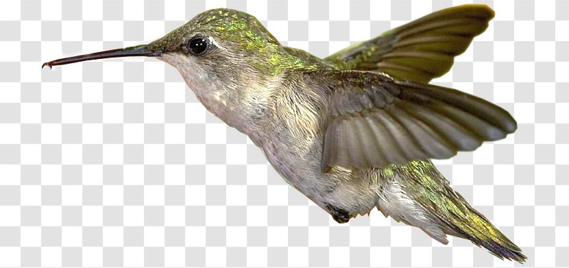 Hummingbird Clip Art - Blog - Beija Dlor Transparent PNG