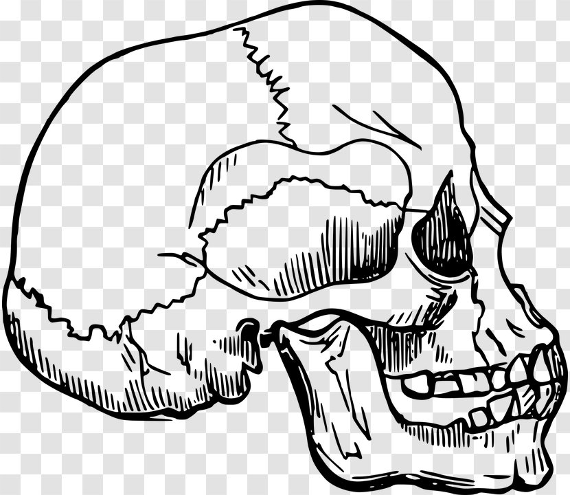 Human Skeleton Skull Clip Art - Silhouette Transparent PNG